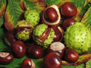 chestnut from варикоза recipes