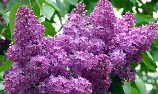 the use of lilac to treat varicose veins