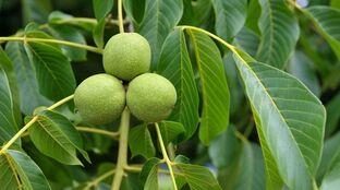 green nuts for varicose veins